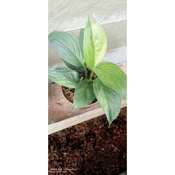 tanaman hias scindapsus varigata prakensis