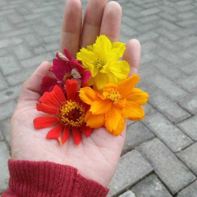 ledyavisha