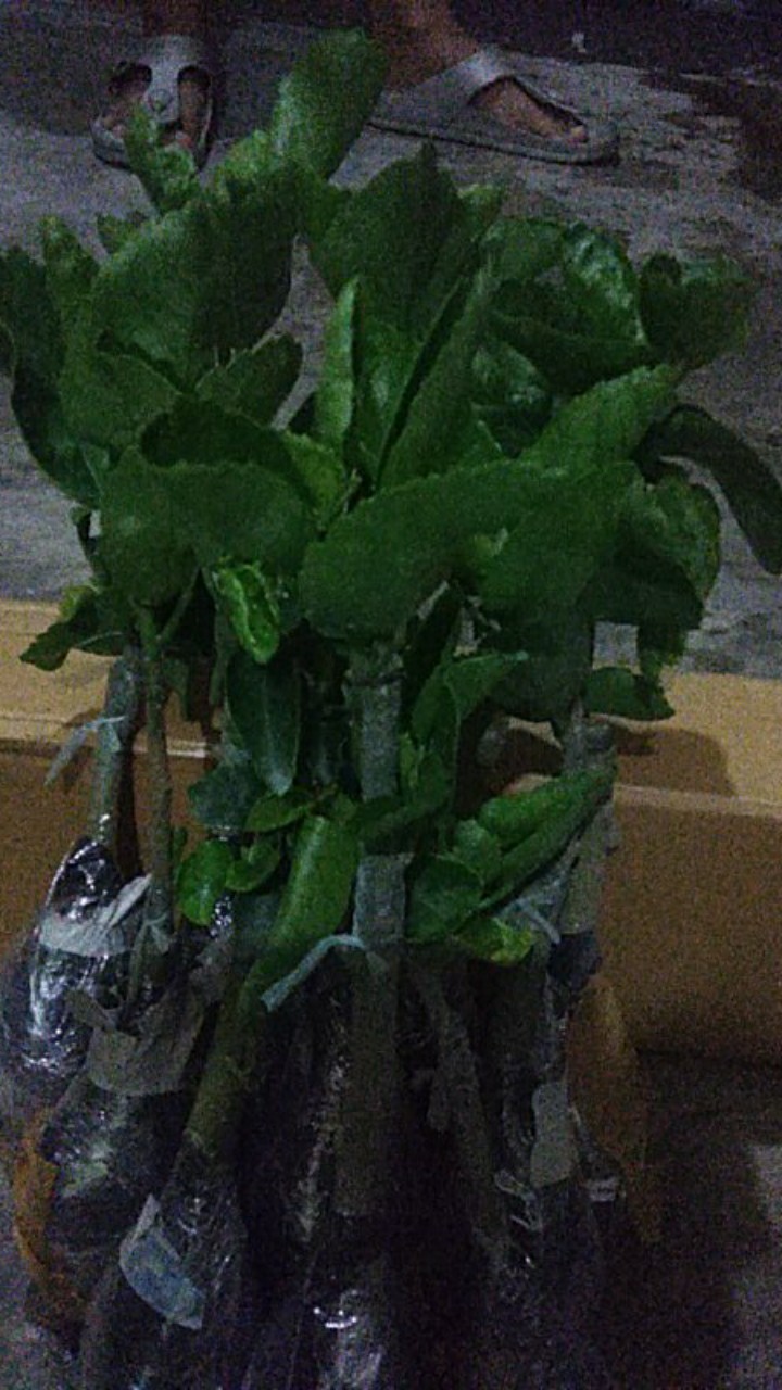 Paket Hemat Hibiscus 10pcs