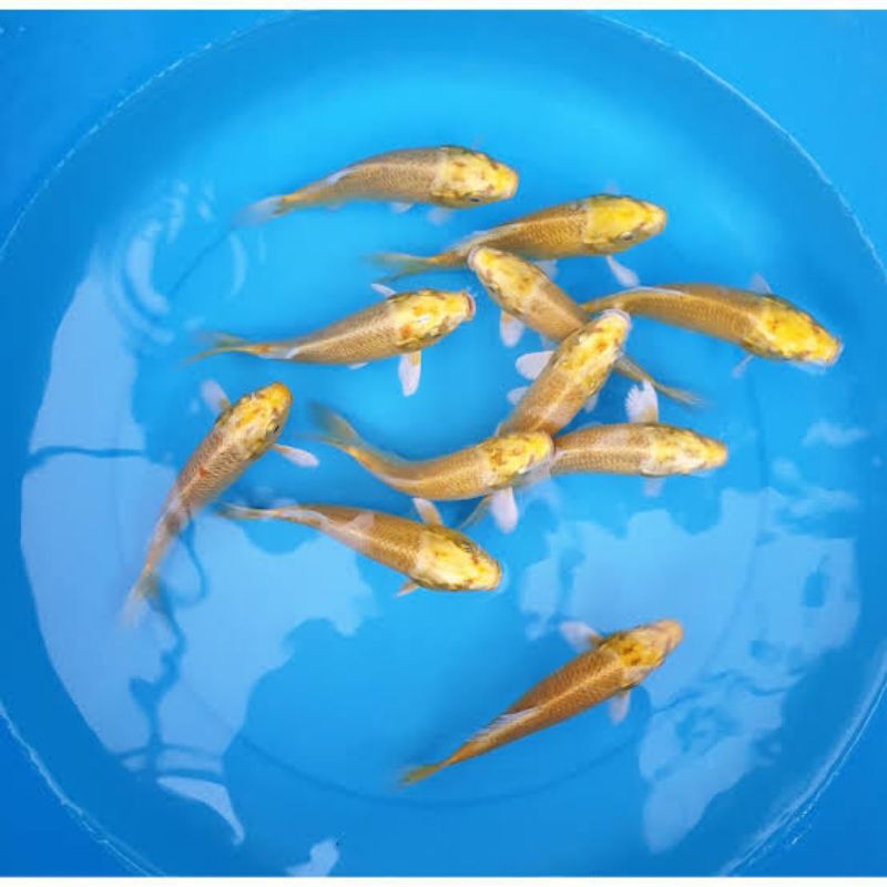 IKAN KOI MAS OGON/EMAS SLAYER SIZE 5,6,7 CM