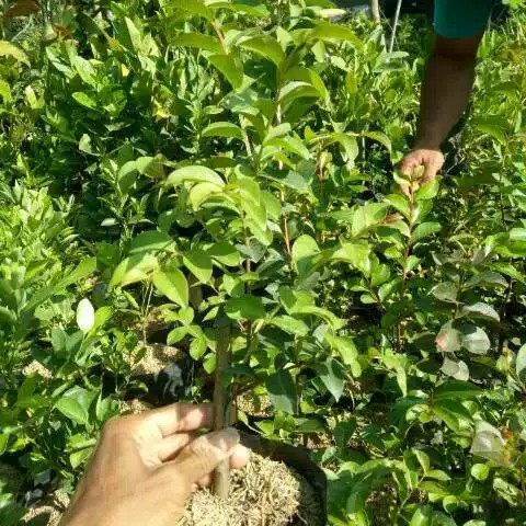 bibit bunga sakura mini