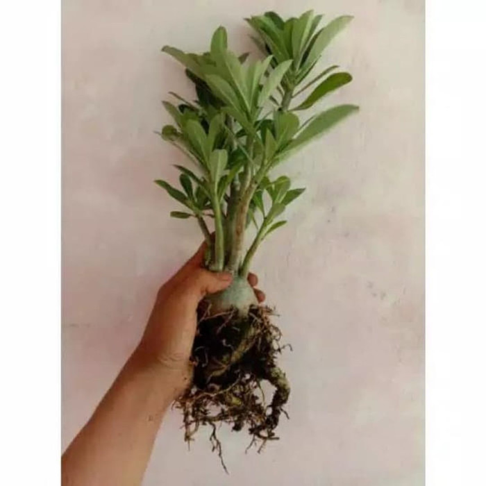 Tanaman hias Adenium Bonggol Besar cabang rimbun-Tanaman Hias Adenium,