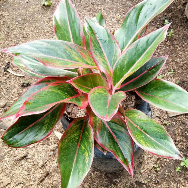 Aglinema Lipstik Siam Aurora Pra Dewasa Jumlah Daun 5-10 Kualitas Istimewa Murah Meriah