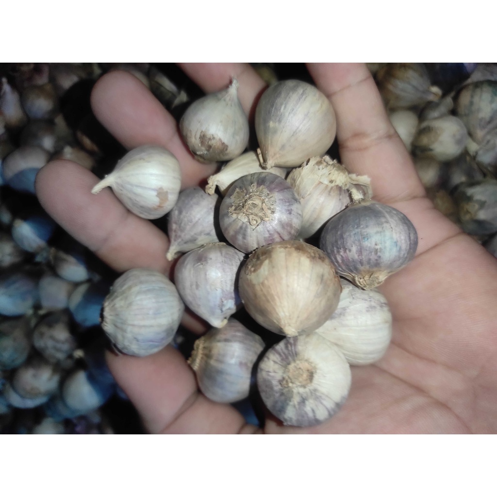 

Bawang putih tunggal seperempat kilo