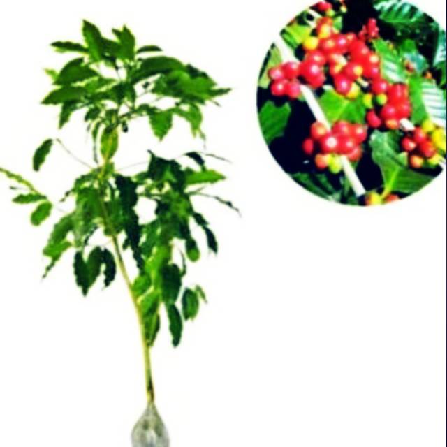 Bibit Kopi Arabika
