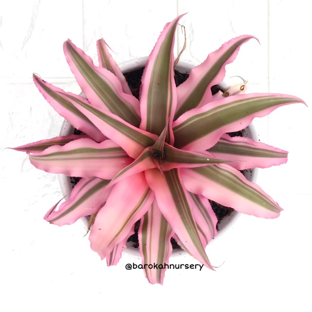 Tanaman Bromelia Cryptanthus