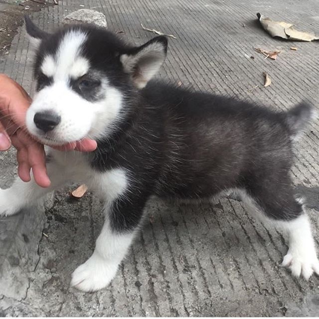 beli siberian husky