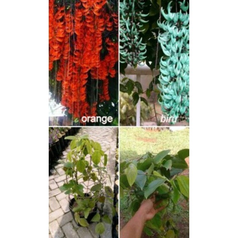 tanaman hias bunga rambat flame papua orange & biru