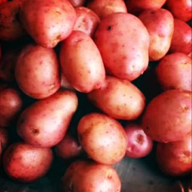 

Kentang Merah Organik 1kg (kentang diet)