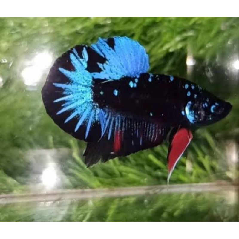 ikan cupang avatar gordon