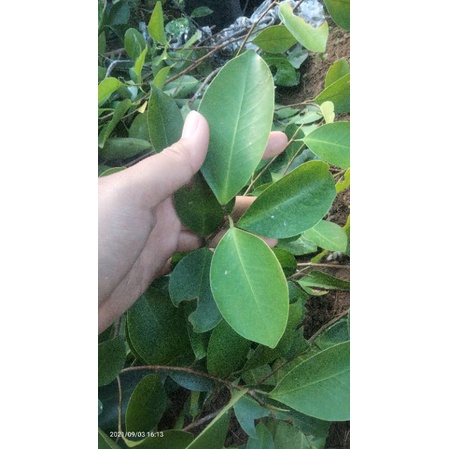 Bibit bonsai tanaman ficus-bringin iprik/spreh