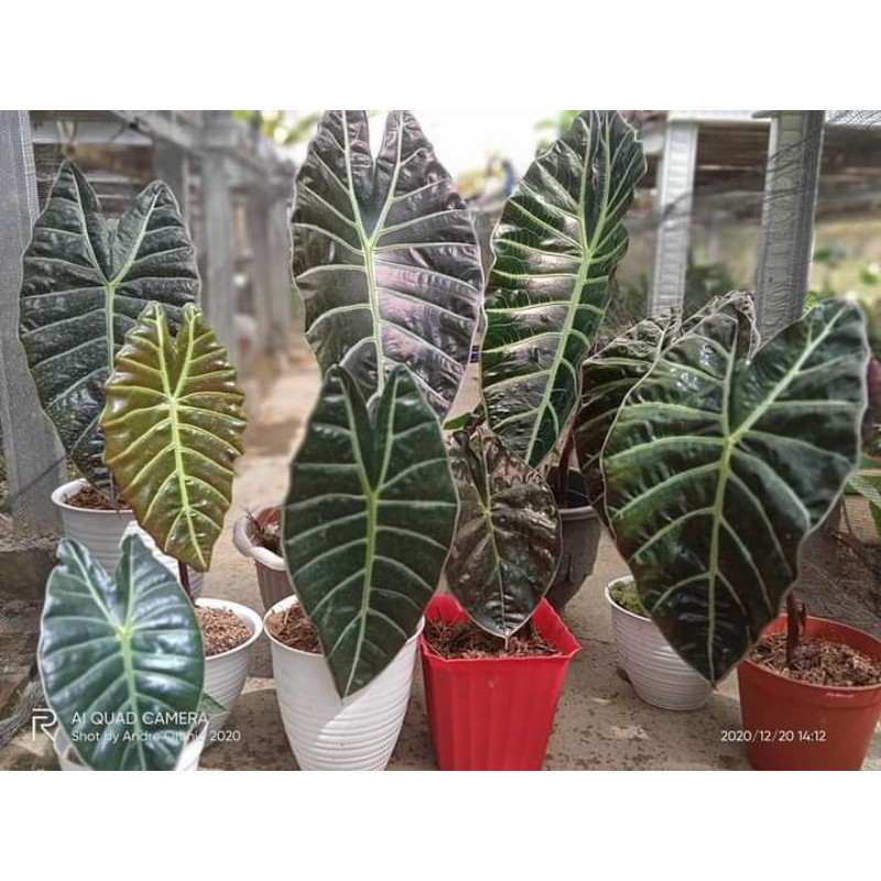 umbi alocasia suhirmaniana