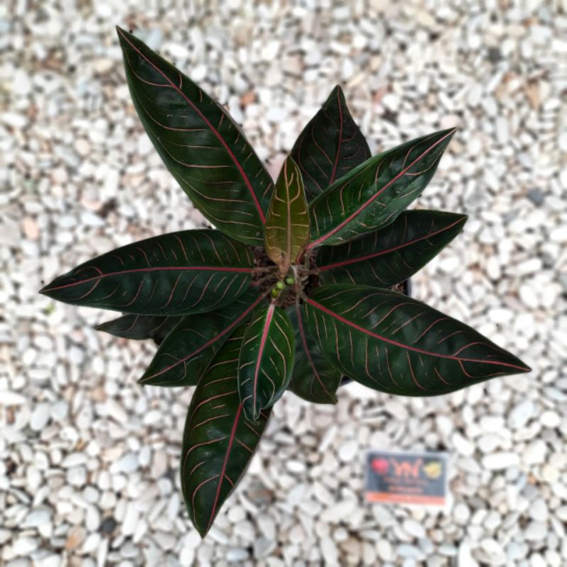 TANAMAN HIAS AGLONEMA BLACK POS .MURAH AGLONEMA