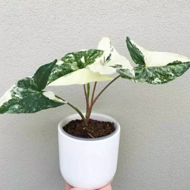 Tanaman hias syngonium varigata-syngonium varigata-syngonium