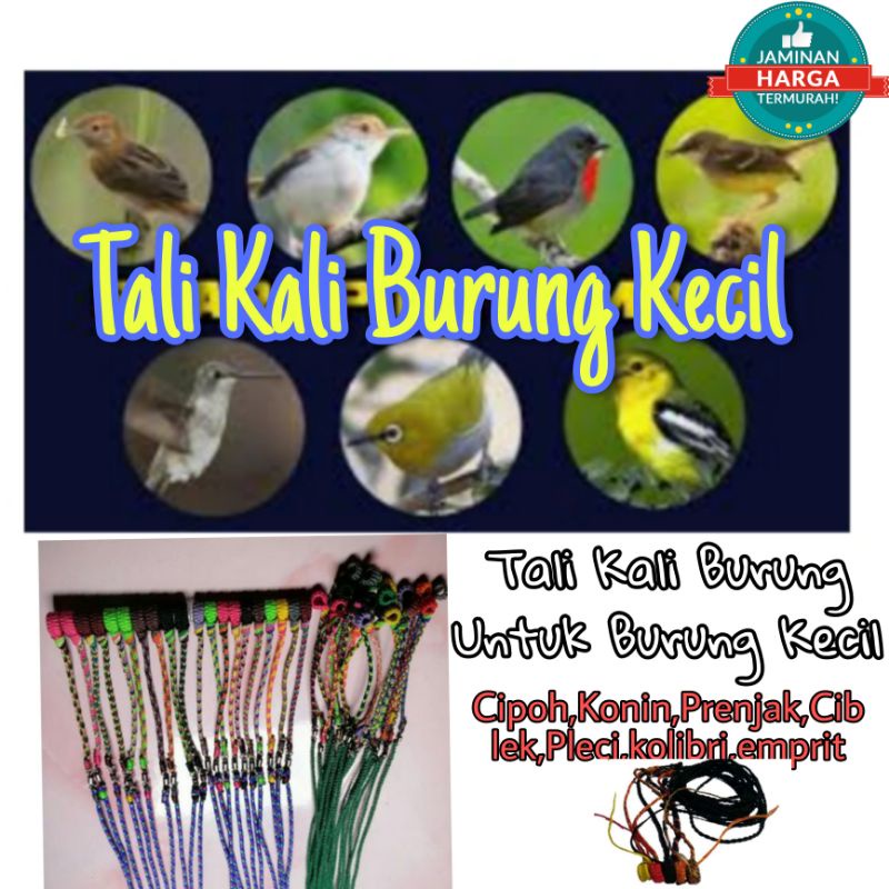 Tali Kaki Burung Kecil Untuk Pleci, Cipoh, Kolibri, Ciblek  Prenjak DLL disangkar layang