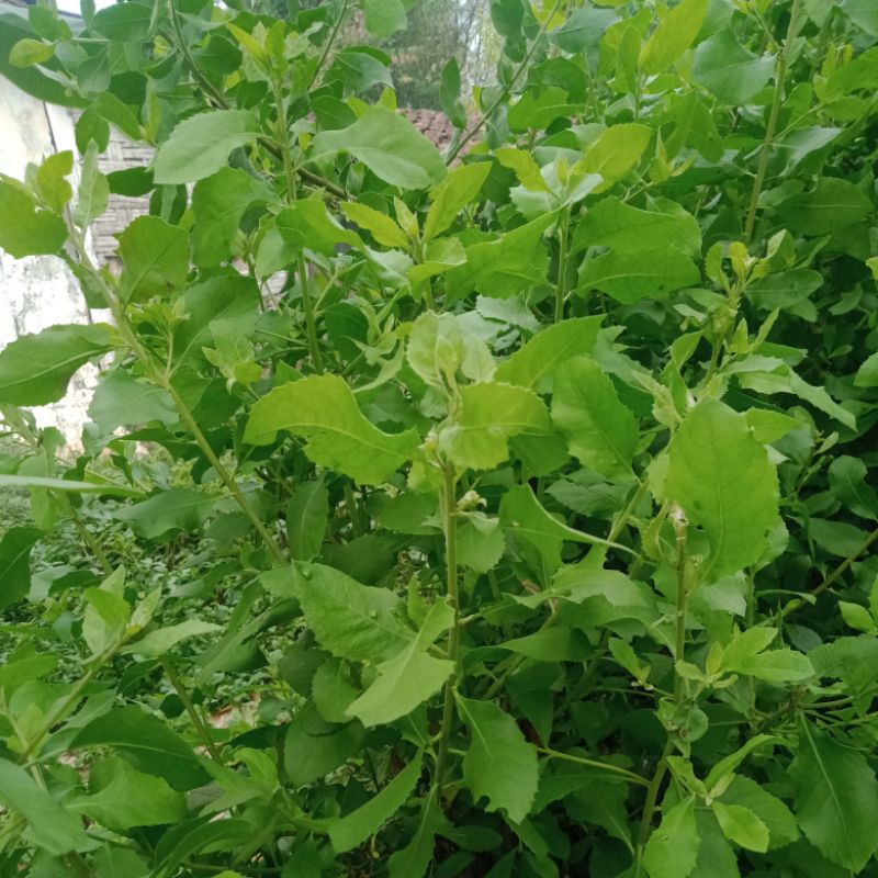 Daun Beluntas