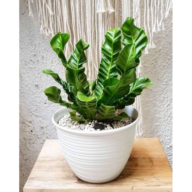 Tanaman hias kadaka cobra / kadaka lasagna