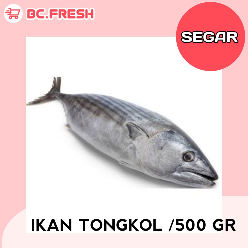 

Ikan tongkol segar 500 gram