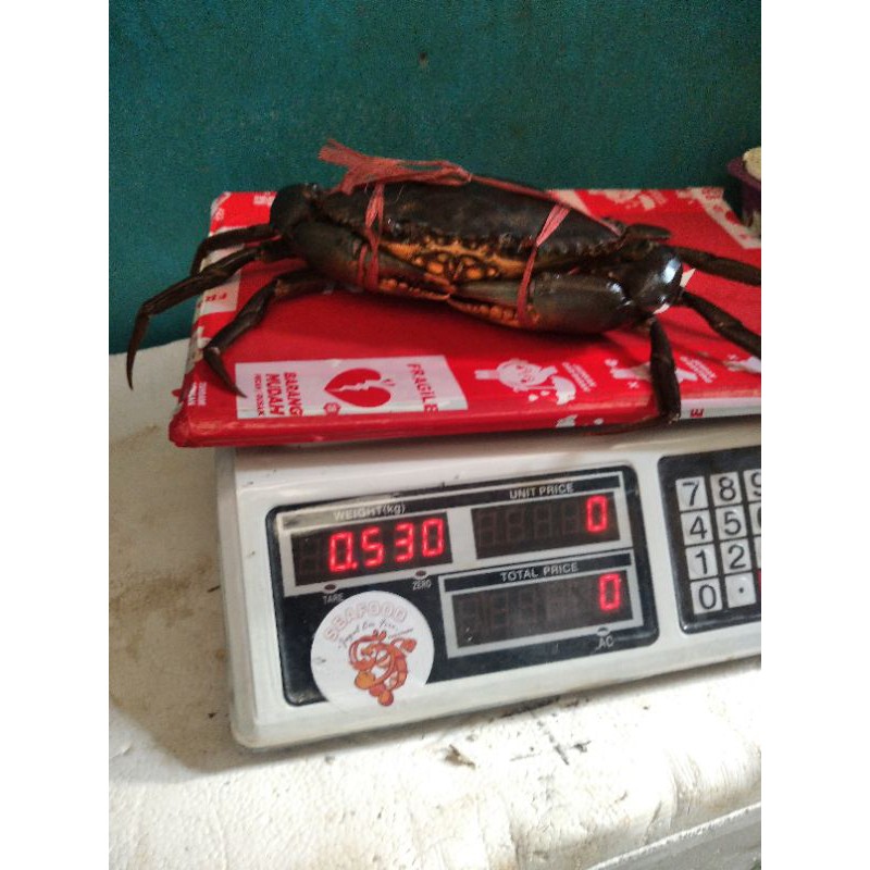 

Kepiting Telur Premium 1Kg isi 2-3 ekor