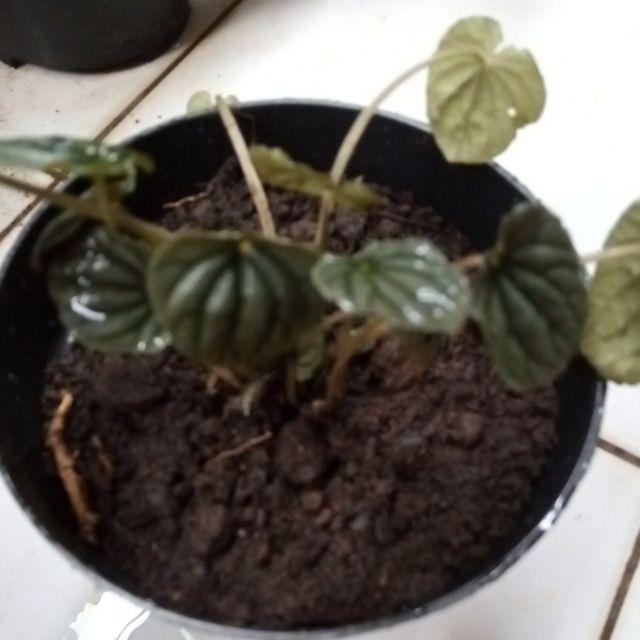Pohon Hias Kuping Tikus/peperomia Kuping Tikus