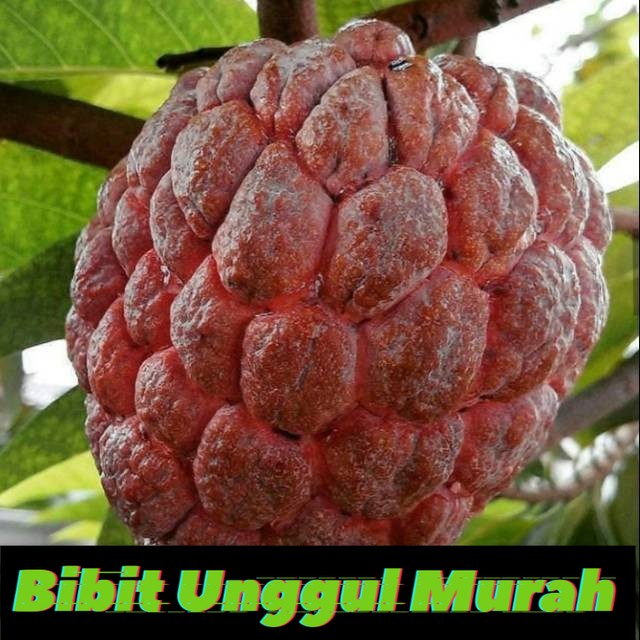 Bibit srikaya merah