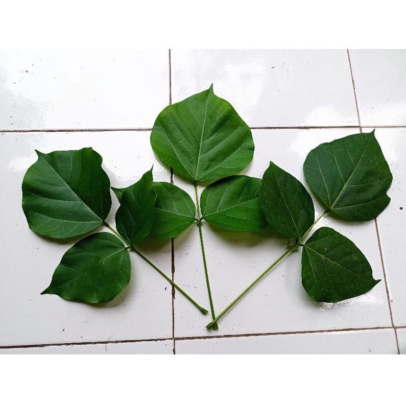 

Daun Dadap Serep | Tanaman Herbal