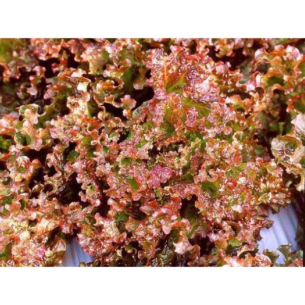 Benih Bibit Selada Merah 60 Benih Dua Ribuan PG SBY