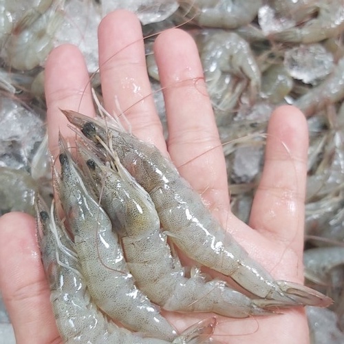 

Udang Vaname Segar Fresh - 1 Kilogram