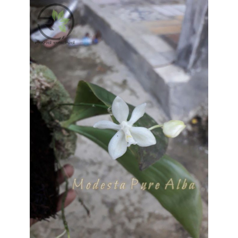 PHALAENOPSIS MODESTA PURE ALBA