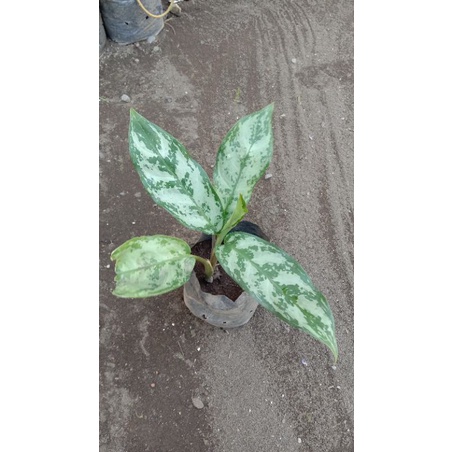 Aglonema Sri Rejeki Bunga Sri Rejeki