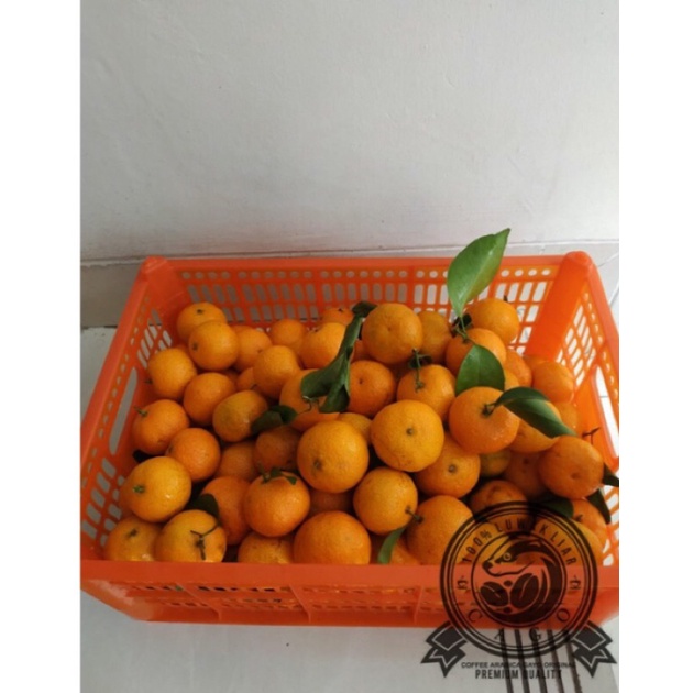 

Jeruk Shantang Birma (6.5Kg) Fresh Import
