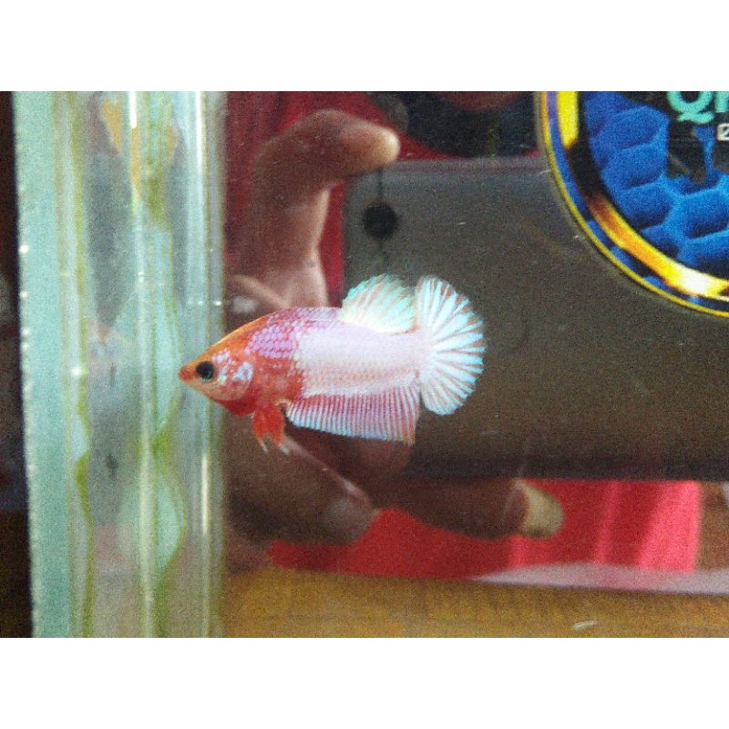 Cupang FCCP White Scale