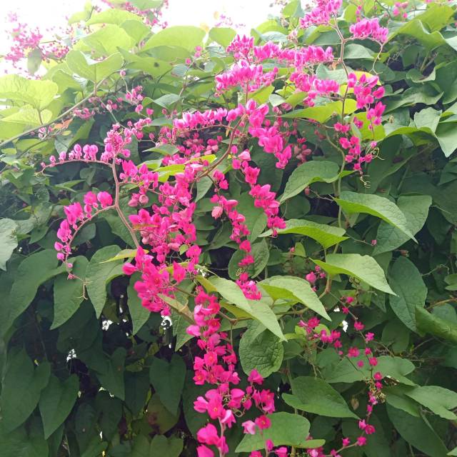 Biji bunga air mata pengantin