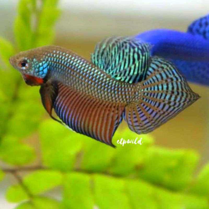 Wild Betta Smaragdina Guitar