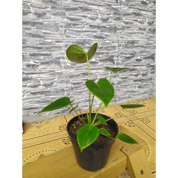 Anthurium  mickey mouse