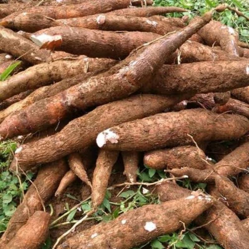 

Singkong 1kg Mentah