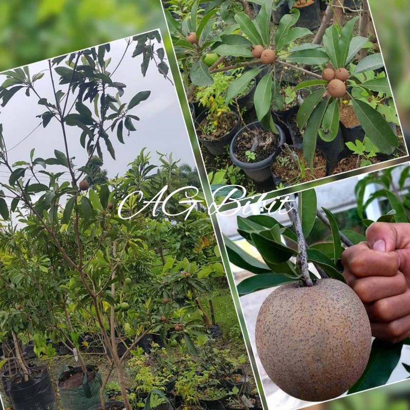 Bibit Buah Sawo Jumbo / Sawo Raksasa Asli Okulasi