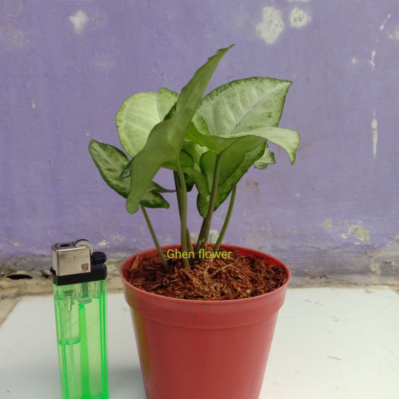 bibit keladi singonium/keladi singonium/keladi hias