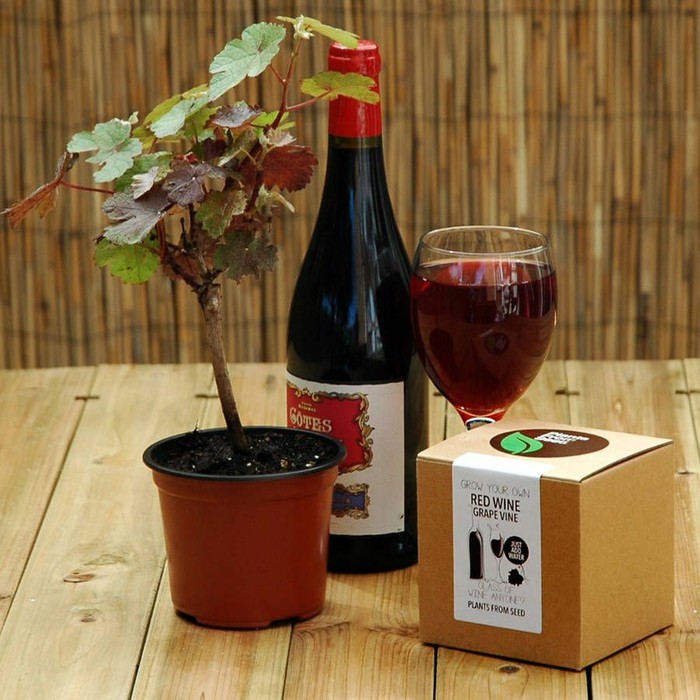 new Bibit Tanaman Buah - Pohon Anggur Merah