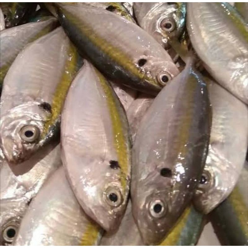

ikan selar 500gr