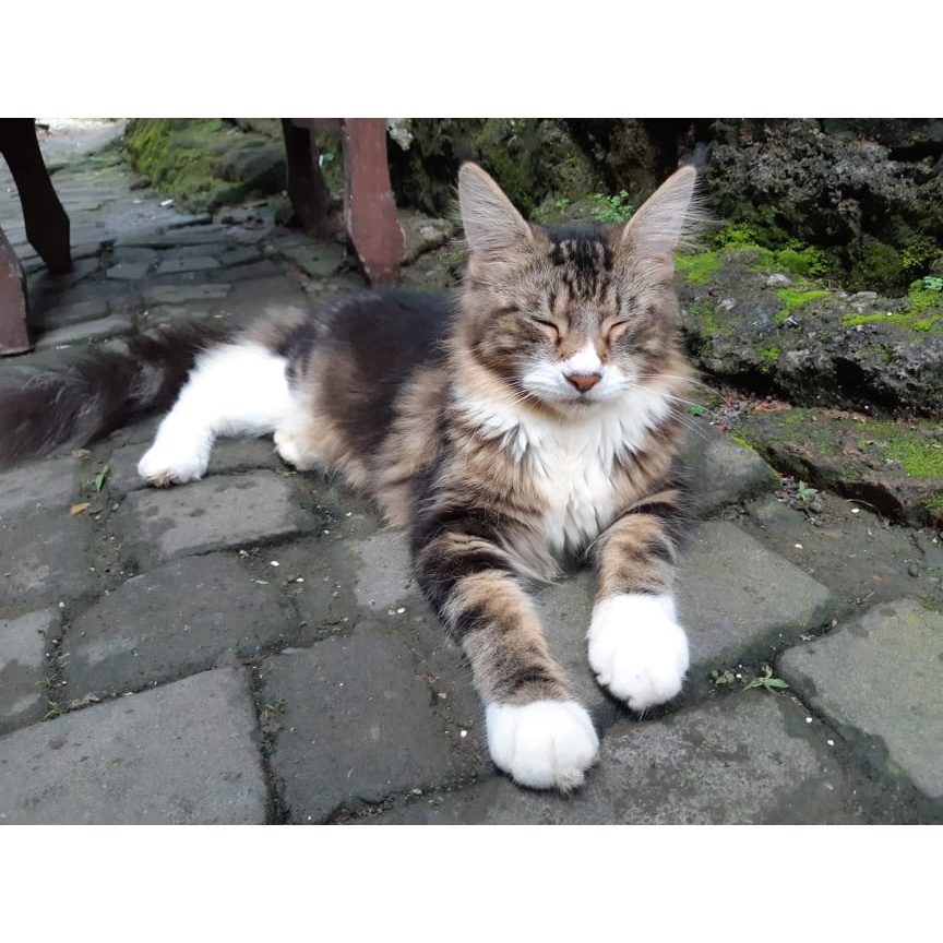 kucing maine coon PED BERSERTIFIKAT