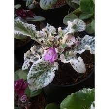 Bibit Tanaman Bunga Violces Variegata (Saintpaulia ionantha) pohon hidup