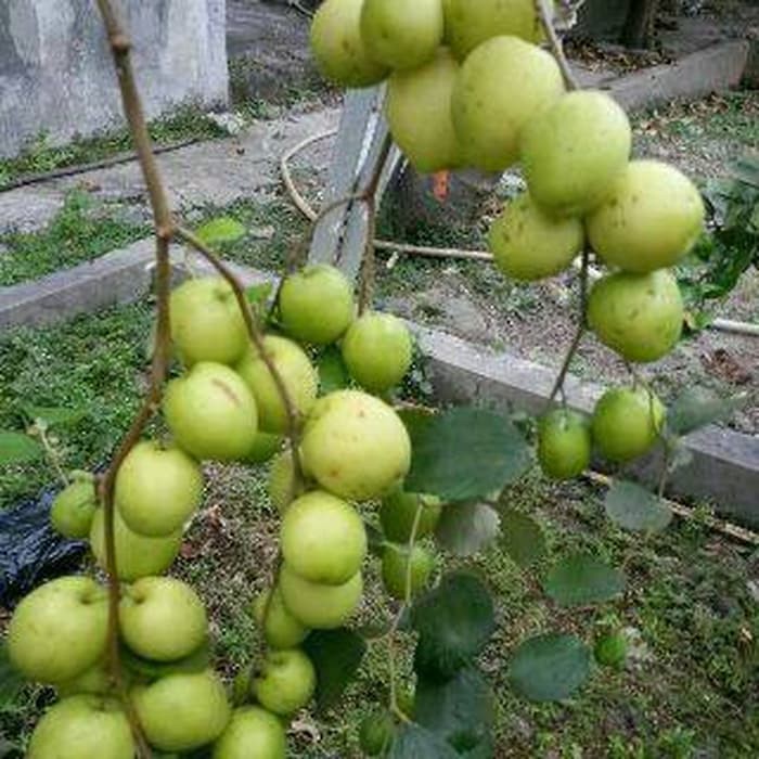 Tanaman Buah Apel Putsa / Apel India