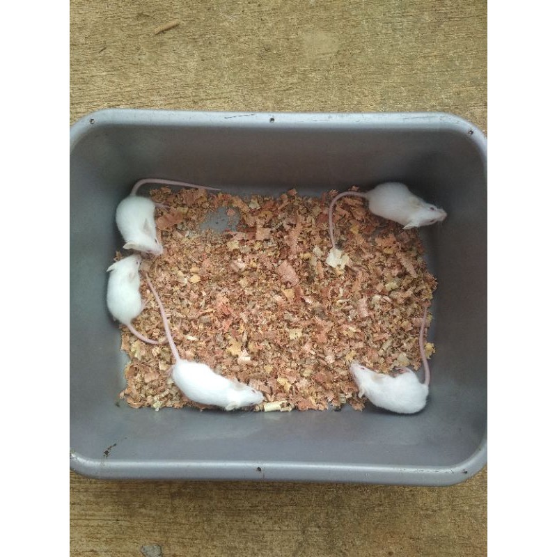 Paket Calon Indukan Mencit size Jumper