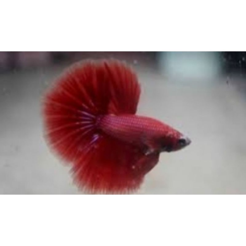 

ikan cupang super red