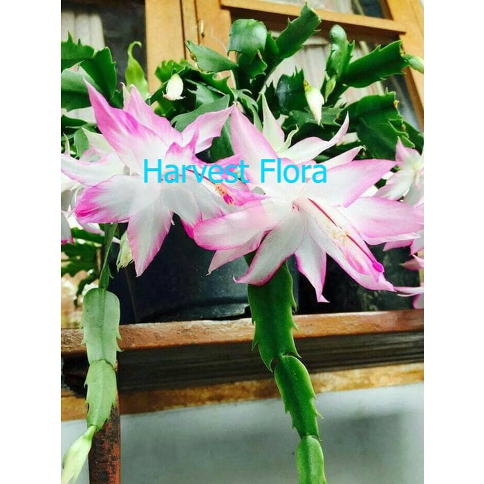 BARU bunga wijaya kusuma merah termurah dan terlaris