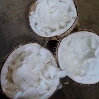 

Kelapa Kopyor Genjah Enak Ukuran M