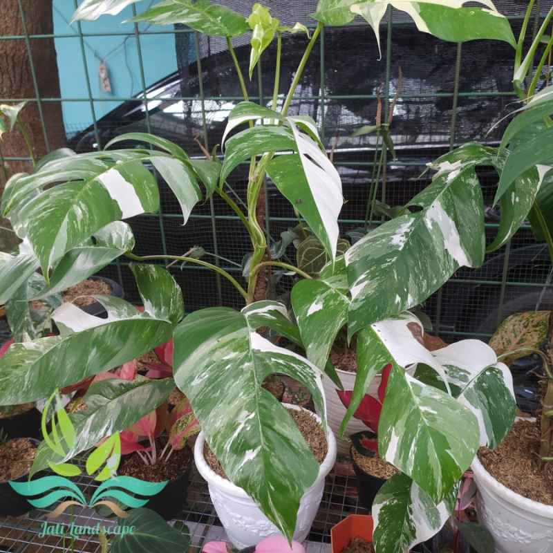 Epipremnum Pinnatum Variegata