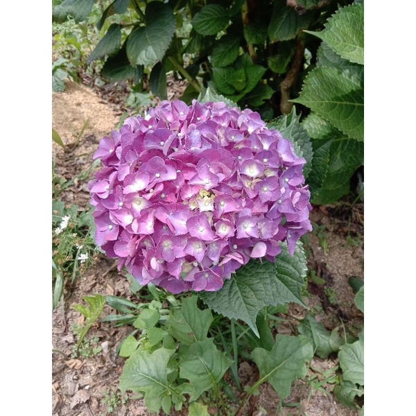 Bunga Potong Hortensia Holland | Hydrangea Murah Pertangkai