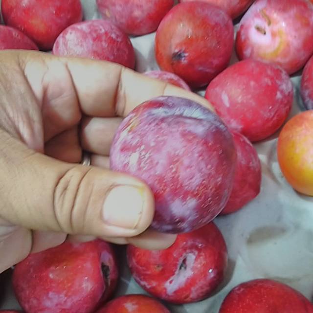 

BUAH PLUM MERAH(RED PLUM)/500 gr